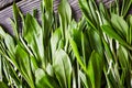 Ramsons, wild garlic, Siberian onion, top view