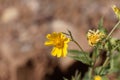 Ramtilla plant Guizotia scabra