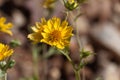 Ramtilla plant Guizotia scabra