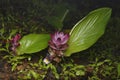 Ran halad, Wild Turmeric, Curcuma aromatica, Family Royalty Free Stock Photo