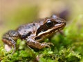 Rana arvalis, Europan Moor Frog Royalty Free Stock Photo