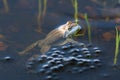 Rana arvalis. Moor frog close-up next to his eggs Royalty Free Stock Photo