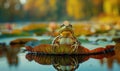 Rana arvalis in a puddle after rain, closeup view of frog in water Royalty Free Stock Photo