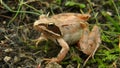 Rana dalmatina - Agile frog