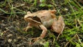 Rana dalmatina - Agile frog