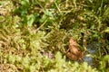 Rana dalmatina - brown little frog Royalty Free Stock Photo