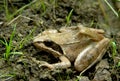 Rana dalmatina - Agile frog