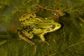 Rana esculenta - Edible frog Royalty Free Stock Photo