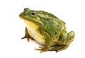 Rana esculenta. Green ,European or water, frog on white background. Royalty Free Stock Photo