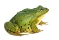 Rana esculenta. Green ,European or water, frog on white background. Royalty Free Stock Photo
