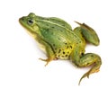 Rana esculenta. Green ,European or water, frog on white background. Royalty Free Stock Photo