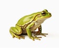 Rana esculenta. Green (European or water) frog on white background. Created with Generative AI technology.