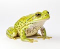 Rana esculenta. Green (European or water) frog on white background. Created with Generative AI technology.