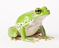 Rana esculenta. Green (European or water) frog on white background. Created with Generative AI technology.