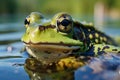 Rana esculenta, the green frog, in its natural aquatic habitat.