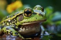 Rana esculenta, the green frog, in its natural aquatic habitat.