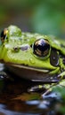 Rana esculenta, the green frog, in its natural aquatic habitat.