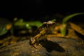 Rana frog rainforest jungle Royalty Free Stock Photo