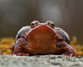 Rana temporaria, common frog . deep red variant Royalty Free Stock Photo