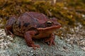 Rana temporaria, common frog ....deep red variant Royalty Free Stock Photo