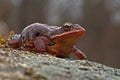 Rana temporaria, common frog . deep red variant Royalty Free Stock Photo