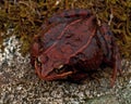 Rana temporaria, common frog . deep red variant Royalty Free Stock Photo