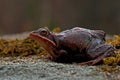 Rana temporaria, common frog . deep red variant Royalty Free Stock Photo