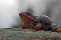 Rana temporaria, common frog . deep red variant Royalty Free Stock Photo