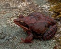 Rana temporaria, common frog . deep red variant Royalty Free Stock Photo