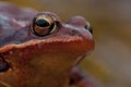 Rana temporaria, common frog . deep red variant Royalty Free Stock Photo