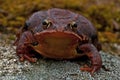 Rana temporaria, common frog . deep red variant Royalty Free Stock Photo