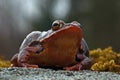 Rana temporaria, common frog . deep red variant Royalty Free Stock Photo