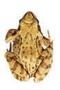 Rana temporaria over white background