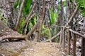 Ranamafana rainforest - Madagascar Royalty Free Stock Photo