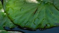 Ranatra linearis - Water Stick Insect sits on the green wet leaf of water lily. Close-up of Ranatra linearis - aquatic bug from N Royalty Free Stock Photo