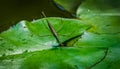 Ranatra linearis - Water Stick Insect sits on the green wet leaf of water lily. Close-up of Ranatra linearis - aquatic bug