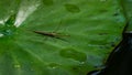 Ranatra linearis - Water Stick Insect sits on the green wet leaf of water lily. Close-up of Ranatra linearis - aquatic bug from N Royalty Free Stock Photo