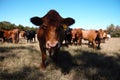 Ranch Cattle Staring and Cow Herd in a Field Royalty Free Stock Photo