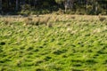 ranch farming landscape, with rolling hills and cows in fields, in Australia. Beautiful green grass Royalty Free Stock Photo