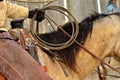 Ranch Horse under Saddle