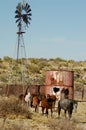 Ranch Horses