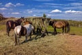 Ranch horses. Thoroughbred horses grazing at sunset in a field Royalty Free Stock Photo