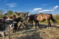 Ranch horses. Thoroughbred horses grazing at sunset in a field Royalty Free Stock Photo