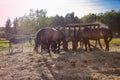 Ranch horses. Thoroughbred horses grazing at sunset in a field Royalty Free Stock Photo