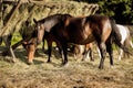 Ranch horses. Thoroughbred horses grazing at sunset in a field Royalty Free Stock Photo