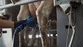 Man washing udder cow before milking process in technological barn close up. Royalty Free Stock Photo