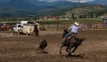 A Rancher competing at a rodeo in colorado Royalty Free Stock Photo