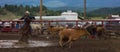 A Rancher competing at a rodeo in colorado Royalty Free Stock Photo