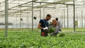 Rancher man explaining cultivated green vegetables to agronomist Royalty Free Stock Photo