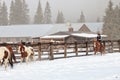 Rancher pushing the horse herd out to hay